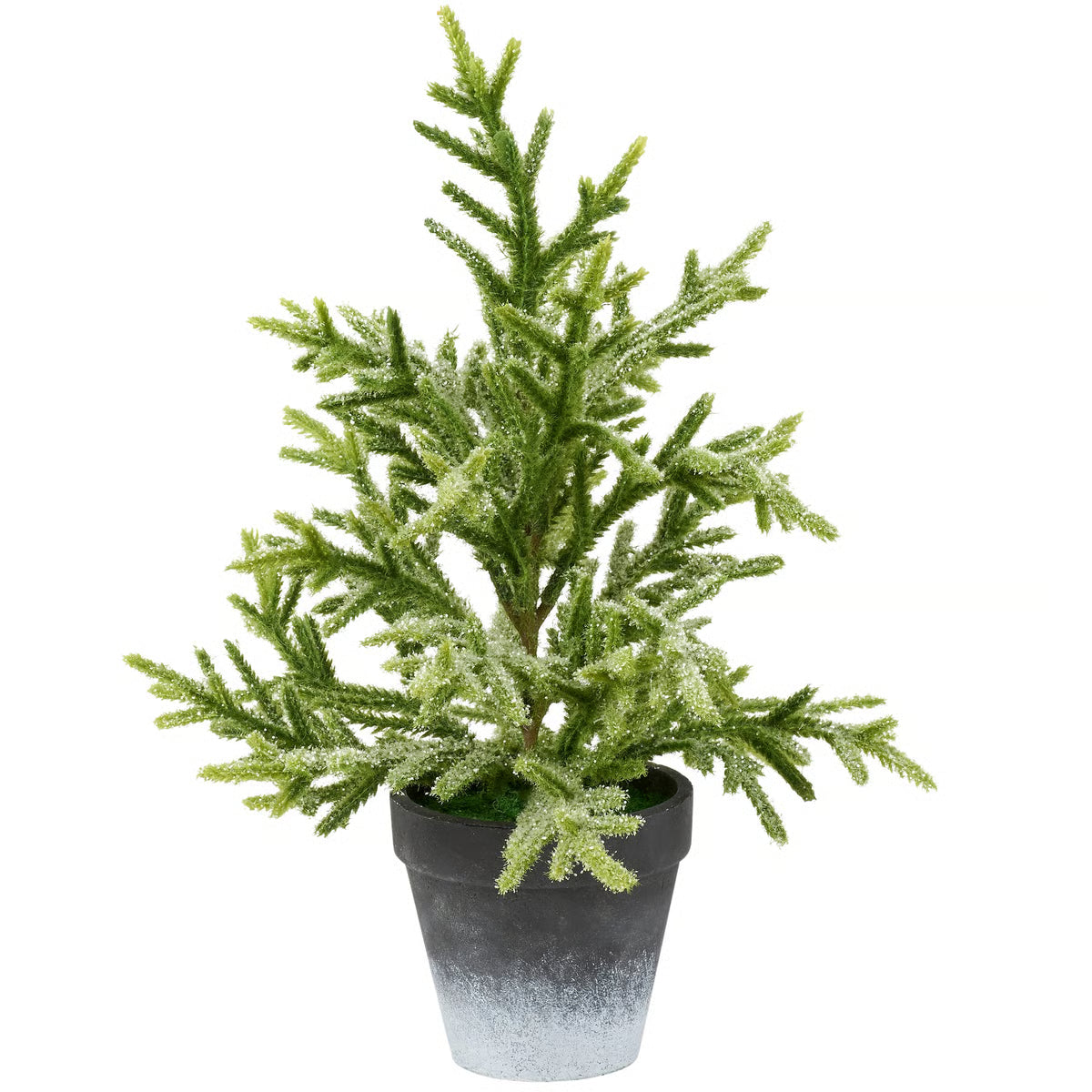 124008 Snowy Norfolk Pine