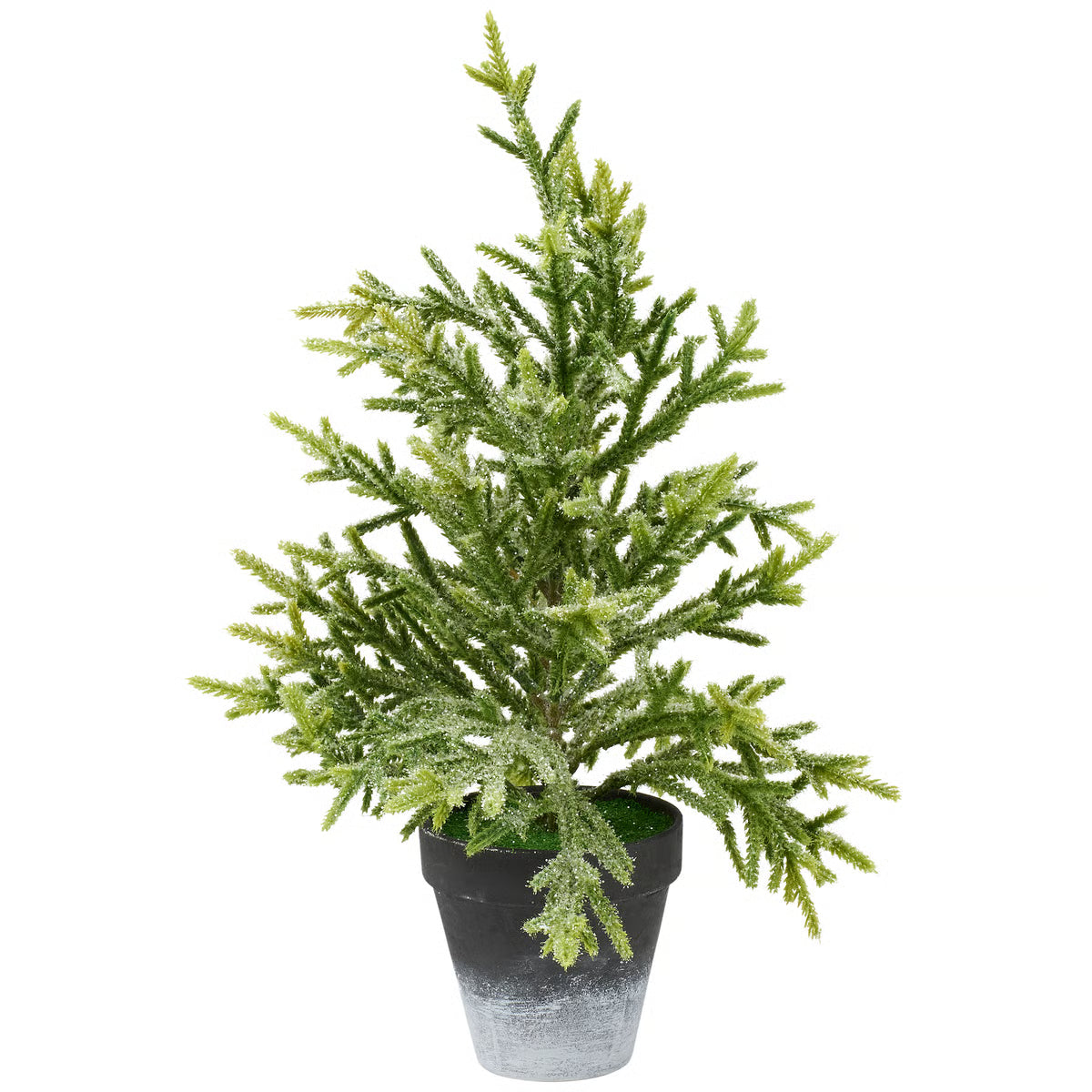 124009 Snowy Norfolk Pine
