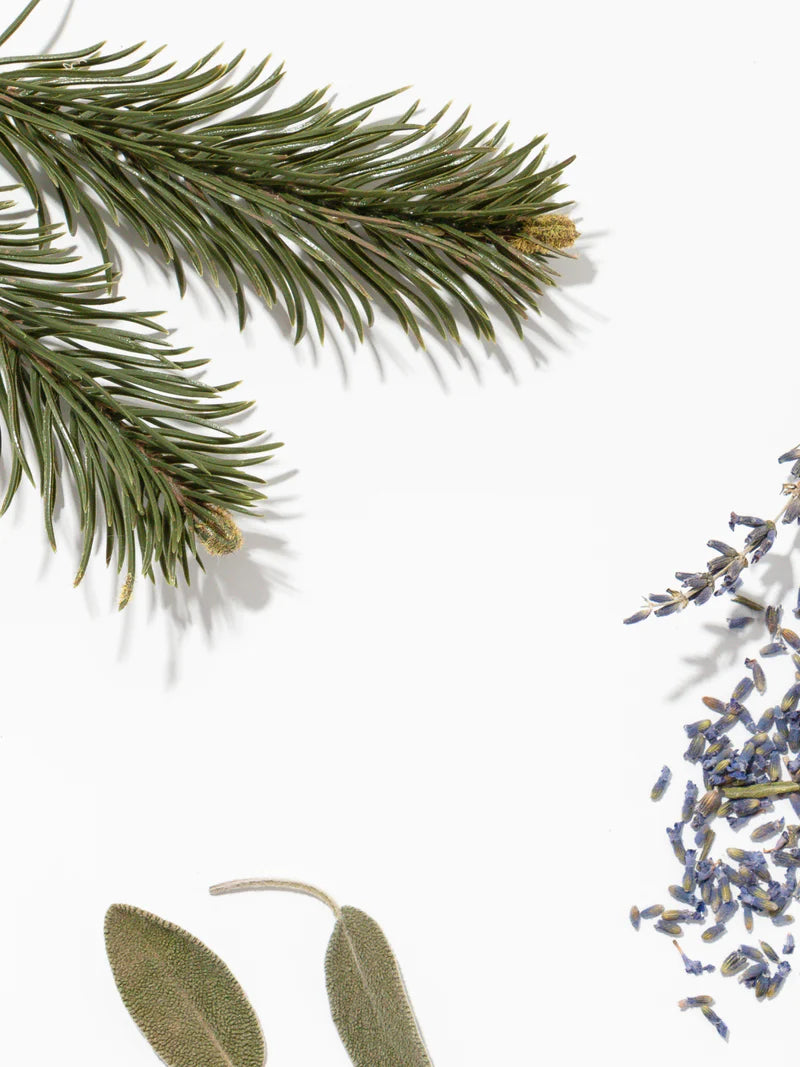 Pura Diffuser Refill | Fern + Moss (Brooklyn Candle Studio)