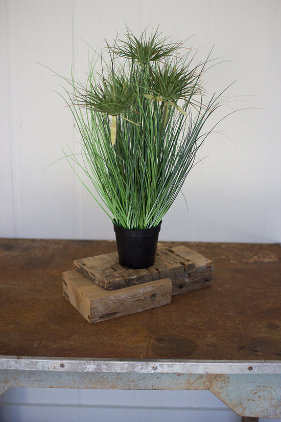 Cyprus Grass In Pot 24in.